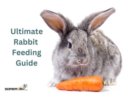 Ultimate Rabbit Feeding Guide: Nutrition & Diet Tips