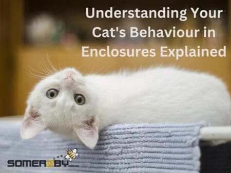 Understanding Your Cat's Behaviour in Enclosures - Cats Explained