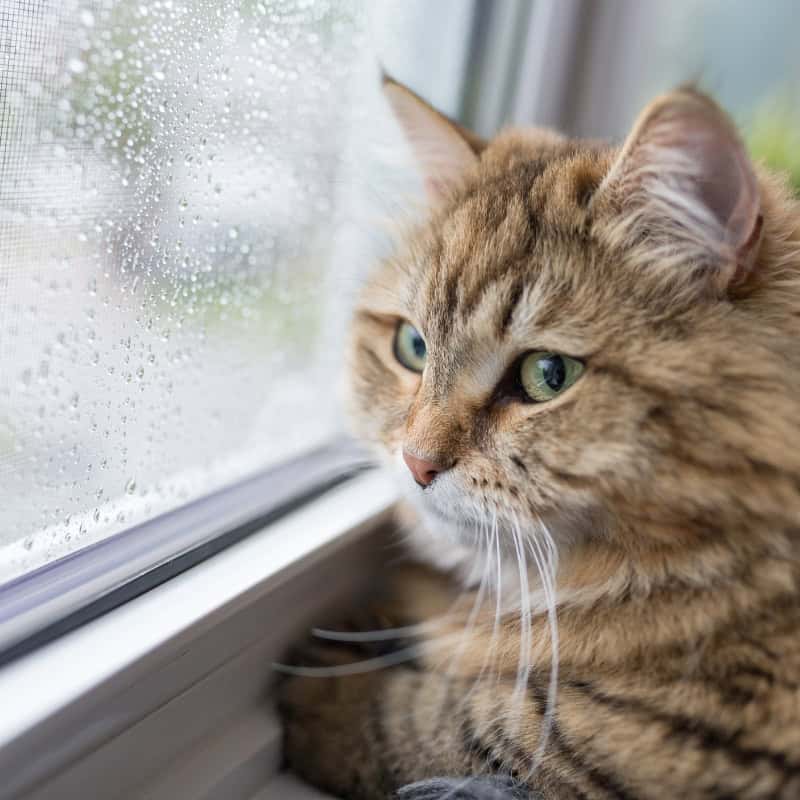 Cat looking out the window at the rain