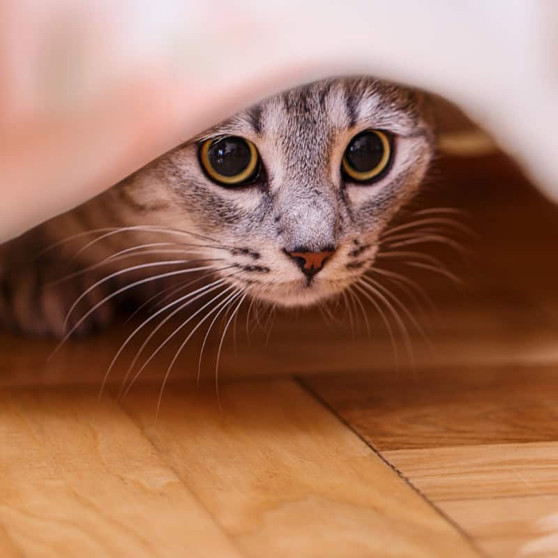 Cat hiding from a storm