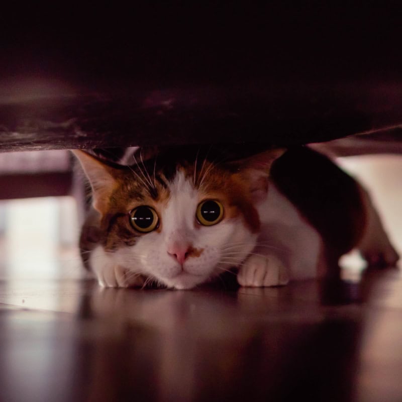 Cat hiding under a bed looking scared