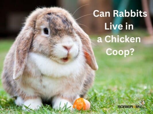 Somerzby Chicken Coops, Rabbit Hutches, Guinea Pig Cages, and Cat ...