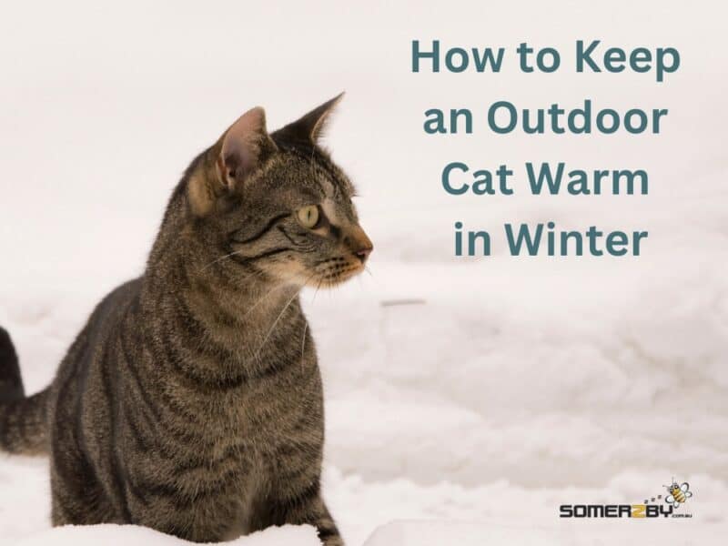 How to Keep an Outdoor Cat Warm in Winter