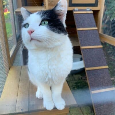 Cat Friendly Shelves