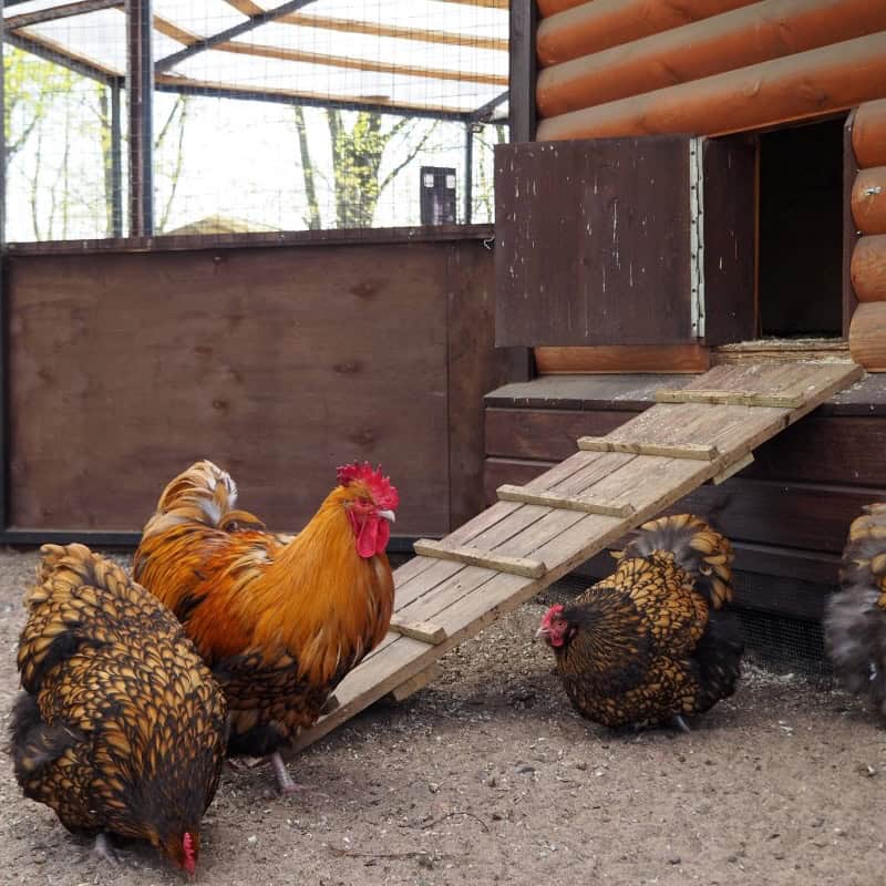Common Reasons Chickens Won’t Go Back In Their Coop