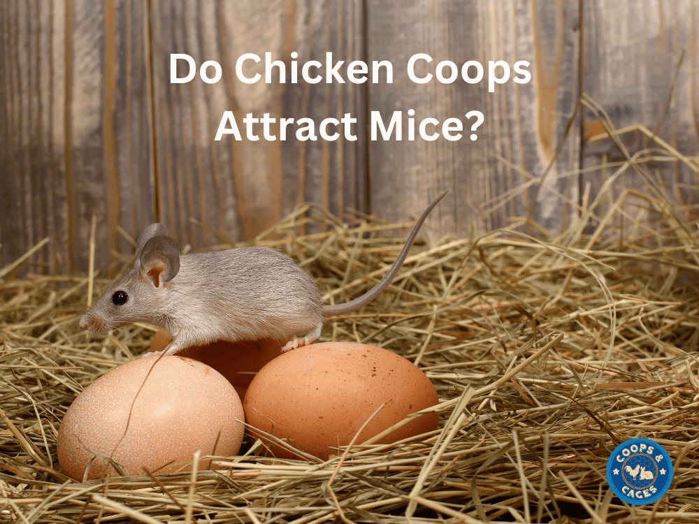 Do Chicken Coops Attract Mice? Preventing Rodents
