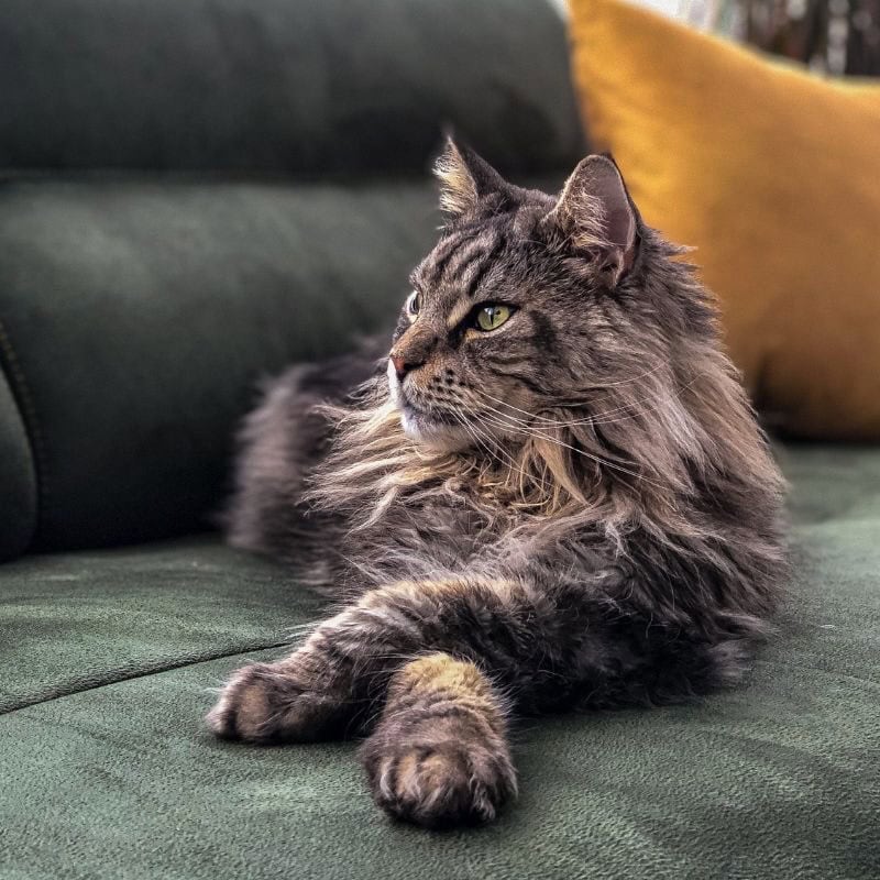 Caring for a Maine Coon's Large Size