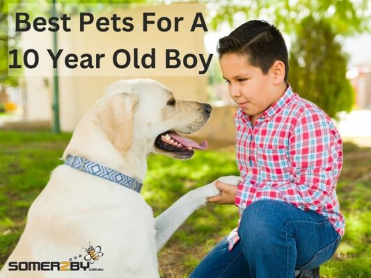 Best pets for 10 year old boy