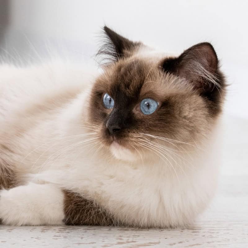 Sweet and Loving Ragdoll Cat Relaxing at Home